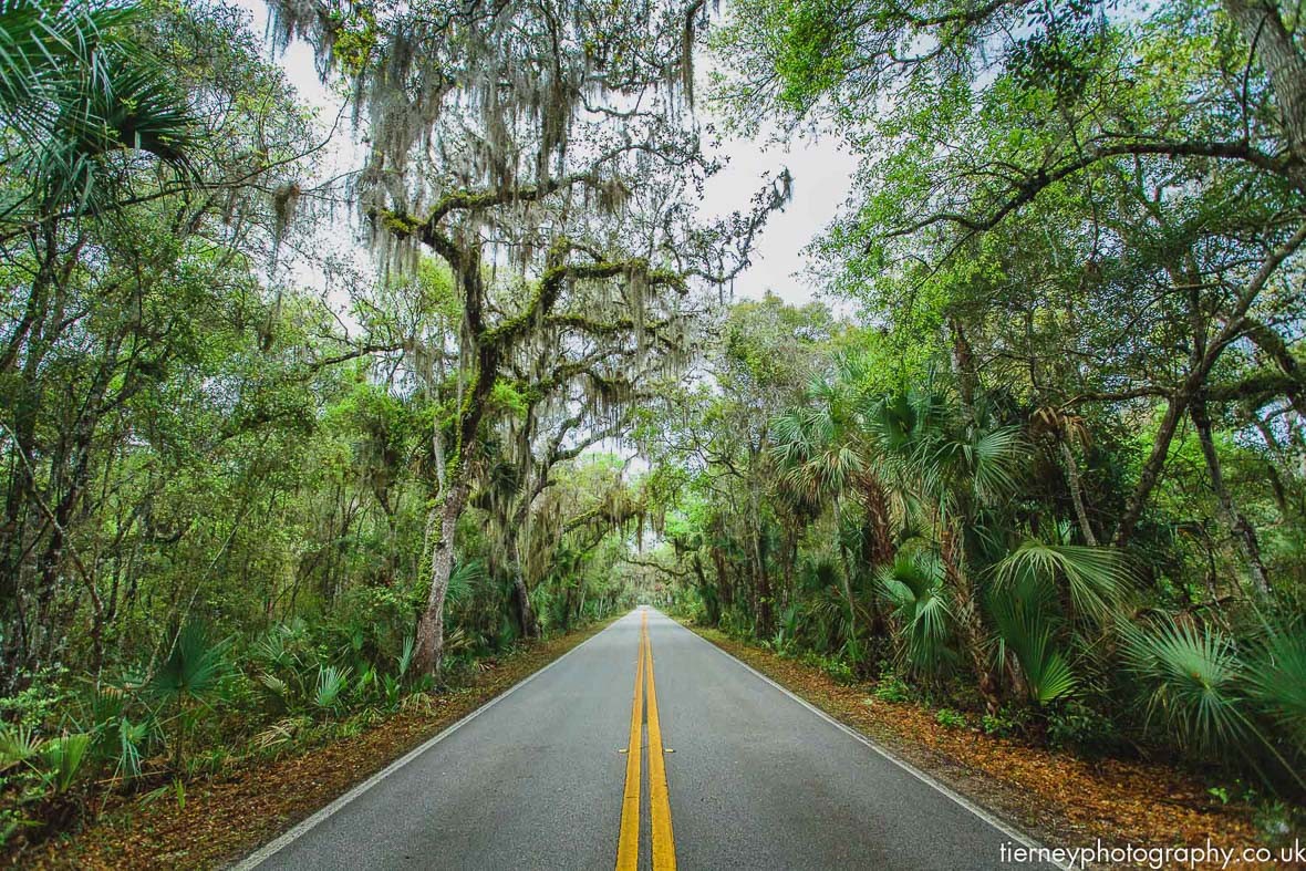 Florida-trees