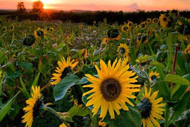 firbeck sunflower