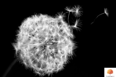 Black-and-white-freedom-dandelion